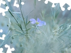 Gałązki, Niebieski, Kwiat
