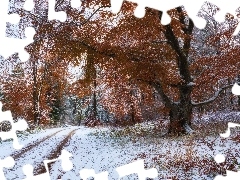Drzewa, Droga, Śnieg, Las, Jesień