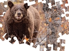 Niedźwiedź brunatny, Gałązki, Listki, Drzewo