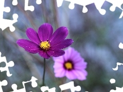 Kwiat, Fioletowa, Kosmea