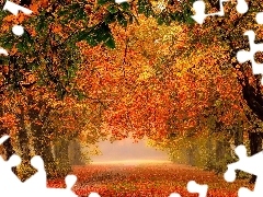 Liście, Drzewa, Park, Jesień, Mgła, Droga