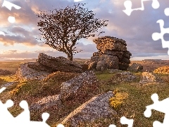 Skały, Drzewo, Hrabstwo Devon, Park Narodowy Dartmoor, Angl
