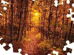 Las, Ścieżka, Promienie słońca, Jesień