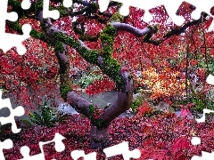 Drzewo, Omszałe, Gałęzie, Klon japoński