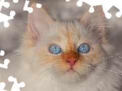 Niebieskie, Oczy, Kot, Mordka, Biały