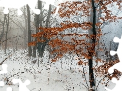 Drzewa, Zima, Gałęzie, Mgła, Krzaki, Las
