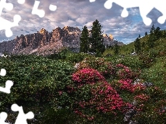 Dolomity, Dolina Van Gardena, Różaneczniki, Drzewa, Włochy, Góry