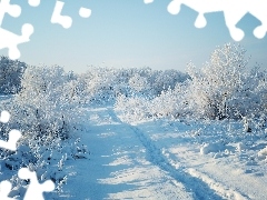 Ścieżka, Zima, Drzewa, Krzewy, Las, Śnieg