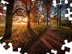 Drzewa, Jesień, Ścieżka, Liście, Petersburg, Rosja, Park, Carskie Sioło, Promienie słońca
