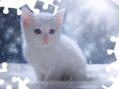 Kotek, Niebieskooki, Biały