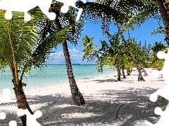 Plaża, Morze, Wybrzeże, Palmy, Bahamy