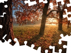 Park, Drzewa, Petersburg, Promienie słońca, Jesień, Carsk
