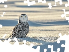 Śnieg, Ptak, Sowa śnieżna