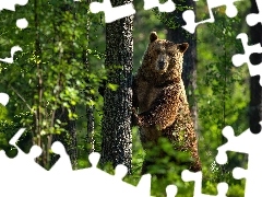 Niedźwiedź, Drzewo, Zieleń, Las