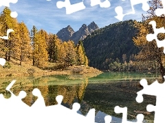 Alpy Retyckie, Drzewa, Szwajcaria, Modrzewie, Kanton Gryzoni