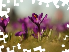 Fioletowy, Kwiat, Zbliżenie, Krokus