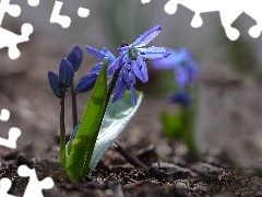 Cebulica, Kwiatek, Niebieski