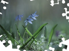 Cebulica syberyjska, Niebieskie, Kwiaty, Zbliżenie