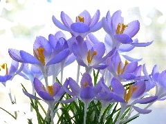Jasnofioletowe, Kwiaty, Krokusy