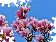 Niebo, Kwiaty, Magnolia