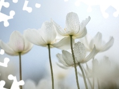 Kwiaty, Zawilec wielkokwiatowy, Białe