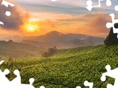 Plantacja herbaty, Wzgórza, Drzewa, Wschód słońca, Stan 