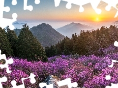 Drzewa, Góry, Mgła, Góra Cheonjusan, Kwiaty, Wschód słońca, Korea Południowa