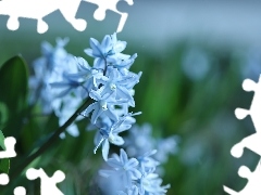 Białoniebieskie, Kwiaty