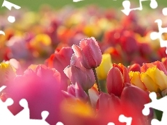 Zbliżenie, Kolorowe, Tulipany