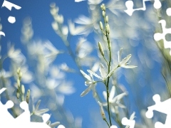 Pajęcznica liliowata, Kwiaty, Niebieskie tło, Białe