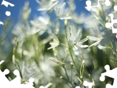 Kwiaty, Pajęcznica liliowata, Białe