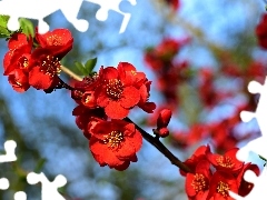 Pigwowiec japoński, Kwiaty, Gałązka, Czerwone