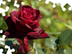 Róża, Rozwinięta, Ciemnoczerwona