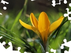 Wiosna, Kwiat, Żółty, Krokus