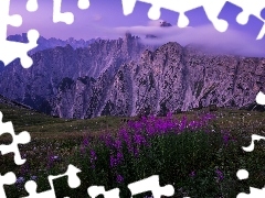 Prowincja Belluno, Włochy, Dolomity, Pasmo górskie Cadini di Misurina, Kwiaty, Krwawnica pospolita, Mgła, Fioletowe, Góry Alpy