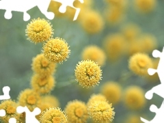 Kwiaty, Santolina cyprysikowata, Żółte