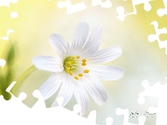 Biały, Gwiazdnica, Makro, Kwiat