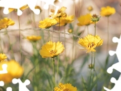 Żółte, Nachyłki, Zbliżenie, Kwiaty