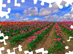 Plantacja, Tulipany, Chmury, Różowe