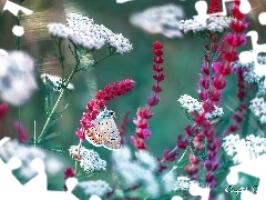 Czerwone, Kwiaty, Modraszek ikar, Białe, Motyl