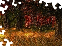 Jesień, Drzewa, Trawa, Las