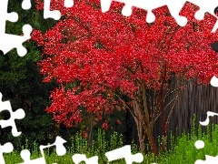 Czerwone, Trawy, Drzewo, Liście, Jesień