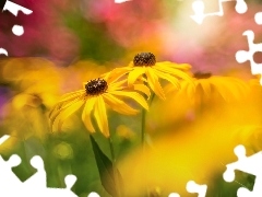 Żółte, Rudbekie, Zbliżenie, Kwiaty