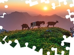 Kozy, Góry, Zachód słońca, Wzgórze