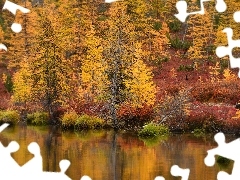 Krzewy, Jesień, Obwód magadański, Rosja, Jezioro Jack London, Drzewa
