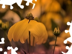Rudbekia naga, Kwiat, Żółta