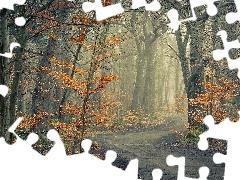 Las, Droga, Pożółkłe, Liście, Jesień, Drzewa