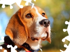 Spojrzenie, Pies, Beagle