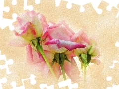 Grafika, Różowo-białe, Róże, Kwiaty