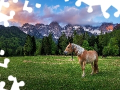 Góry, Koń, Konie, Polana